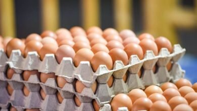 يصل إلى 4 جنيهات، انخفاض أسعار البيض في الأسواق